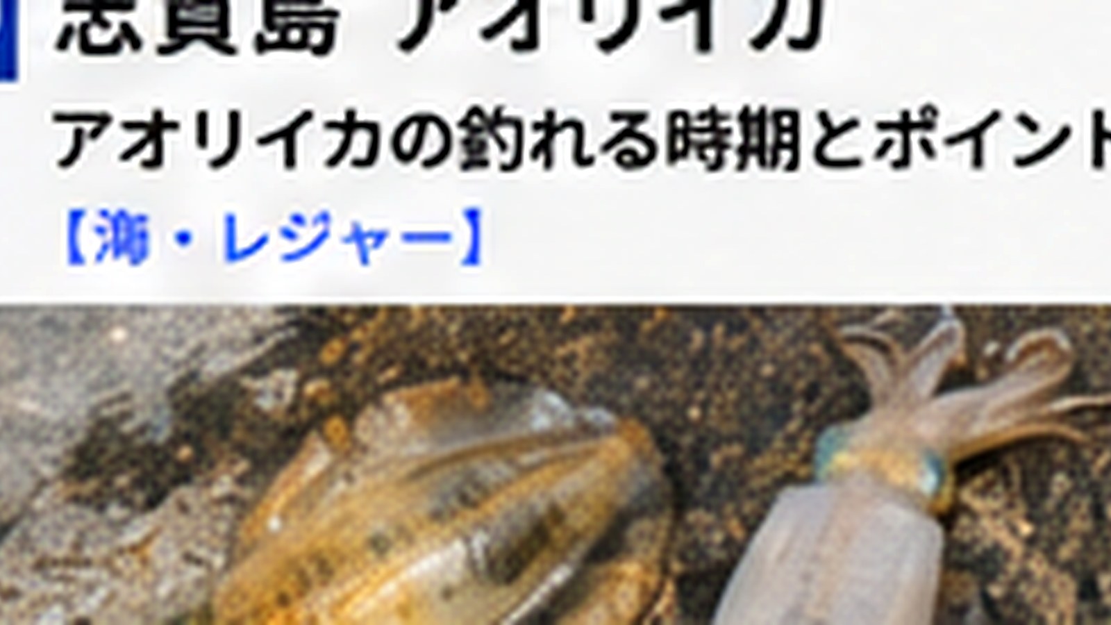 志賀島のアオリイカ釣果はどう確認する？最新情報の見方と注意点の内容をイメージした志賀島の観光・地域情報画像
